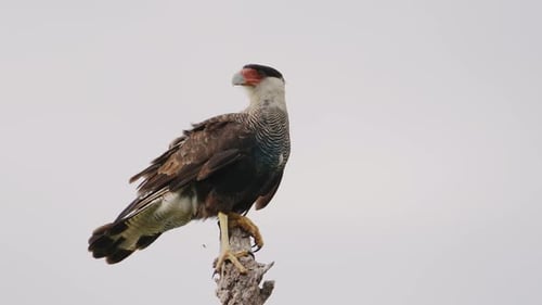 Wilde Caracara mit Haube, Caracara plancus thront hoch oben auf einem abgestorbenen Ast vor weißem Hintergrund