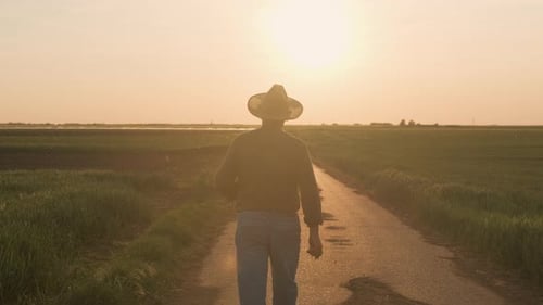 Rear view of senior farmer walking in corn field examining crop at sunset.