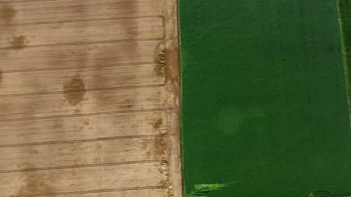 Flying Over Halves Yellow Wheat and Field with Green Agricultural Plant