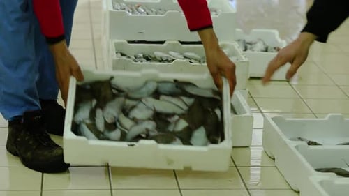 Freshly caught fish are rearranged between styrofoam crates at fish market