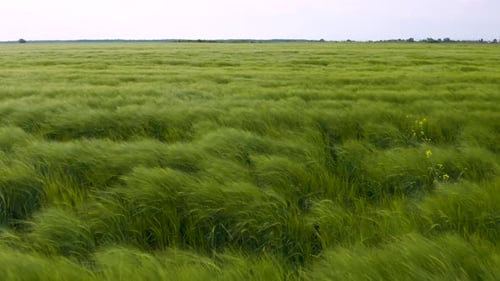 Green wheat field in the wind. Ears of wheat on the field blown by the wind.