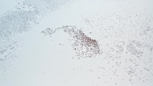 Vista aérea: montanhas cobertas de neve e rebanhos selvagens