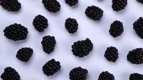 Rotating Blackberry Berries on White Background Top View