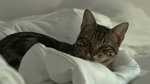 Cat in a bed without sheets