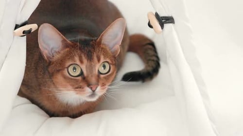 Beautiful Abyssinian Cat Portrait in White Pet House