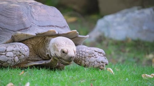 Big Turtle in Green Grass A Large Tortoise Tries to Feed on Green Grass