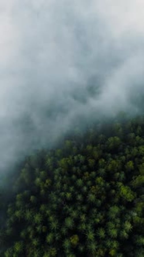 Vertical Screen Aerial Drone Footage Over Dense European Forest in Foggy Weather