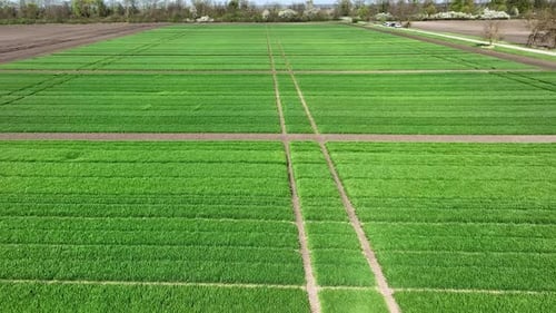 Flying Over Fields of Young Wheat Blown By the Wind Wheat Fields of Different Varieties Agriculture