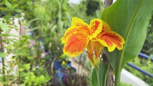 gelbe Canna King Humbert-Blume