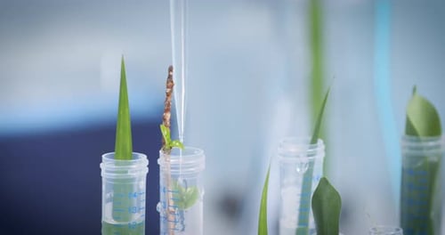 Test tubes leaf experiment with green nature organic plants, herbs and liquids in transparent podium