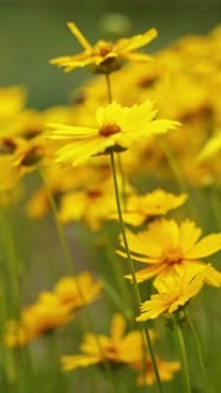 Yellow flowers background. Field of blooming yellow flowers on background