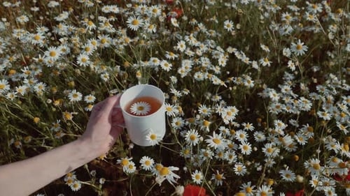 Hand Holding Chamomile Tea in Flower Field