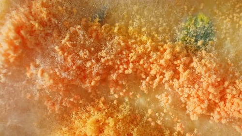 A close-up view of mold and fungus on bread.