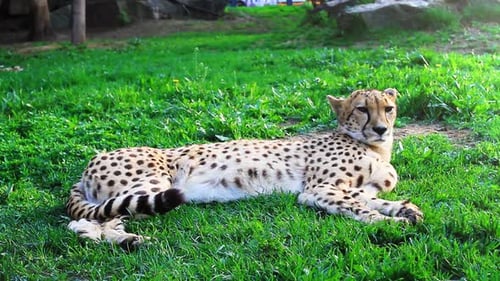 Cheetah liegt im Gras