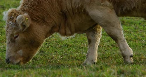 Grazing cow on the hill during sunny autumn day close-up view.