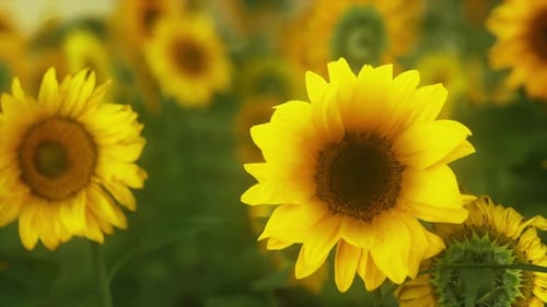 Field with Yellow Sunflowers at Sunset in Summer
