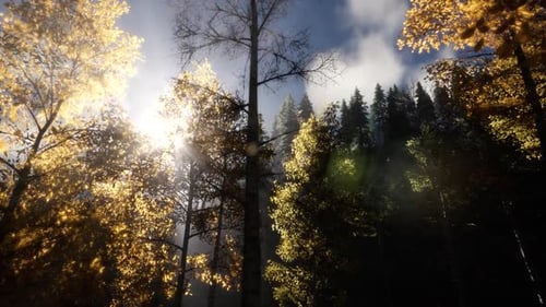 Sun Beams Through Trees
