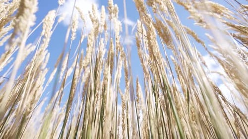 Herbe ornementale brillante.