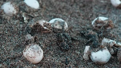 A newly hatched from an egg rare red-listed sea turtle Caretta Caretta crawls to the sea