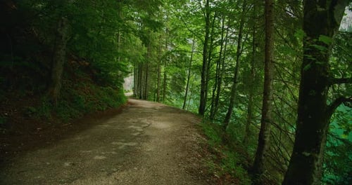 Ein schattiger Waldweg schlängelt sich am Rand eines türkisfarbenen Sees entlang, umgeben von üppigem Grün