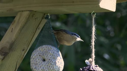 A nuthatch feeding on a bird feeder with fat ball. Close up shot.