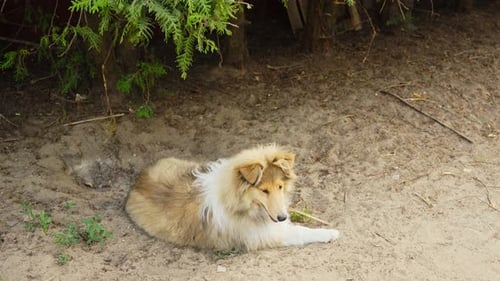 Lonely lassie dog laying on sandy ground, motion forward view