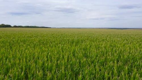 Aerial View of Endless Green Corn Field