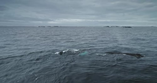 Whales Swimming in the Ocean