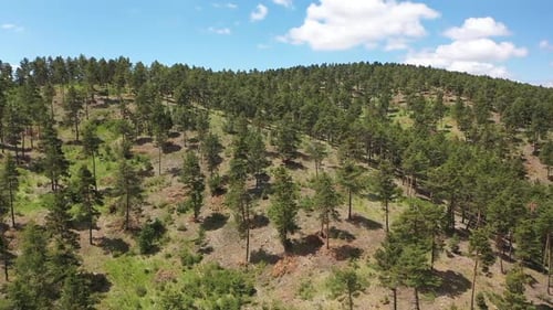 Woodland With Aerial View