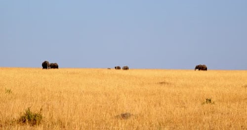 Distant View Of African Savanna Elephant In Masai Mara National Reserve, Kenya, East Africa. Slow Mo