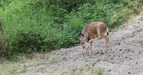Young Mule Deer Fawn Exploring The Forest. Crowsnest Pass, Alberta, Canada.