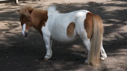 The Shetland pony, a Scottish breed of pony from Shetland Islands, Scotland