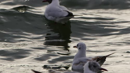 Animal Bird Seagulls On Sea Water 5