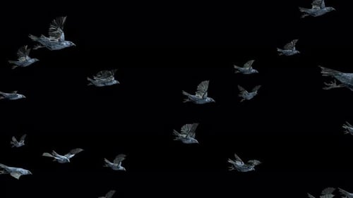 Realistic Flock of Crows Flying Animation