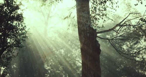 Sunlight Filtering Through Trees in a Serene Forest Setting at Dawn