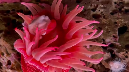 Anémone fraise rouge (Actinia) déplaçant ses tentacules brillants et colorés sous l'eau.