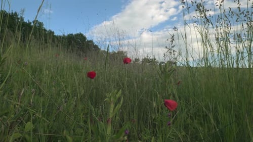 Forest edge with green grass and red poppies in the wind, blue sky with white clouds