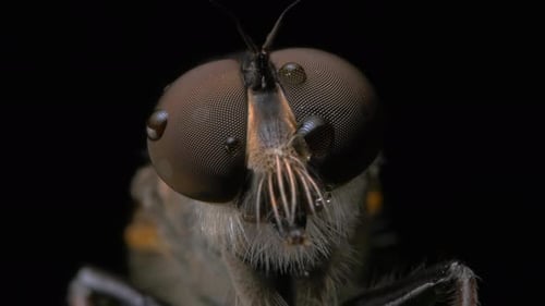 Aventure aérienne à bord d'un insecte : à la découverte de la nature
