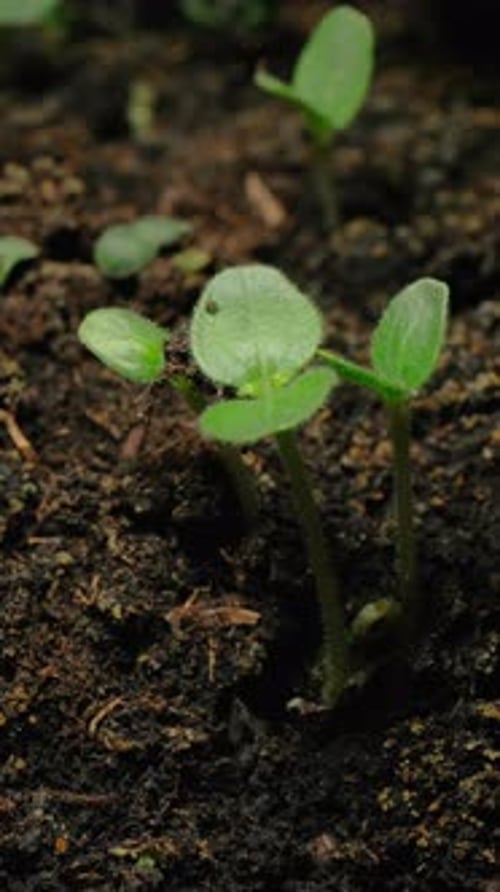 Growing seeds rising from soil vertical time lapse video.