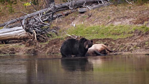 Grizzly Bear with a recently killed elk in Yellowstone National Park
