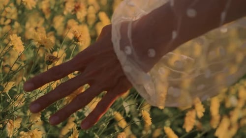 A Womans Hand Gently Touches Beautiful Yellow Flowers in a Scenic and Colorful Field