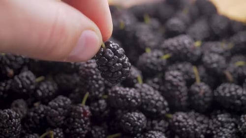 Moras en pila maduras para ser cosechadas