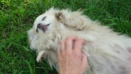 Happy Dog Getting Belly Rub on Green Grass