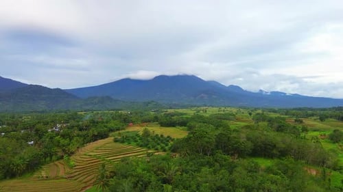 Beautiful morning view indonesia Panorama Landscape paddy fields with beauty color and sky natural