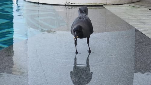 House Crow Bird Close-up Eating Food by the Edge of Swimming Pool