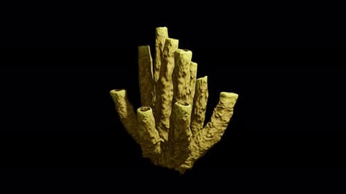 Aplysina Fistularis With Alpha Channel And Transparent Background