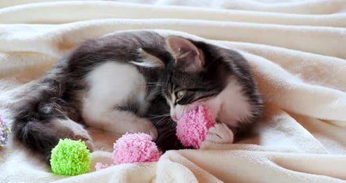 Playful Kitten with Pom-Poms on White Blanket