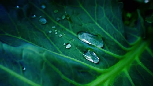 Water Droplets Gently Sliding on a Vibrant Green Leaf