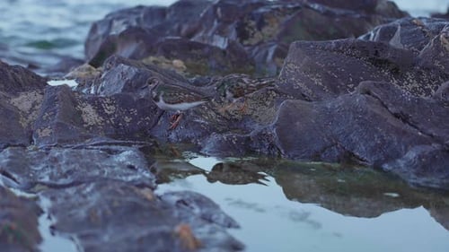 Sandpipers en busca de comida cerca del agua