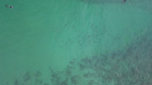 Ocean enthusiast swim with a school of critically endangered Hammerhead sharks at Burleigh Heads bea